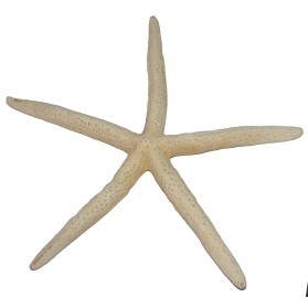 Coral stea 15 cm. Coral stea 15 cm.